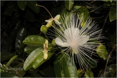 Capparis moonii